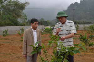 Đồng thuận cao với Nghị quyết về phát triển cây ăn quả của Đảng ủy xã, nhiều đảng viên chi bộ Đồng Bầu đã mạnh dạn chuyển đổi diện tích vườn tạp sang trồng cây có múi. 

 

 
